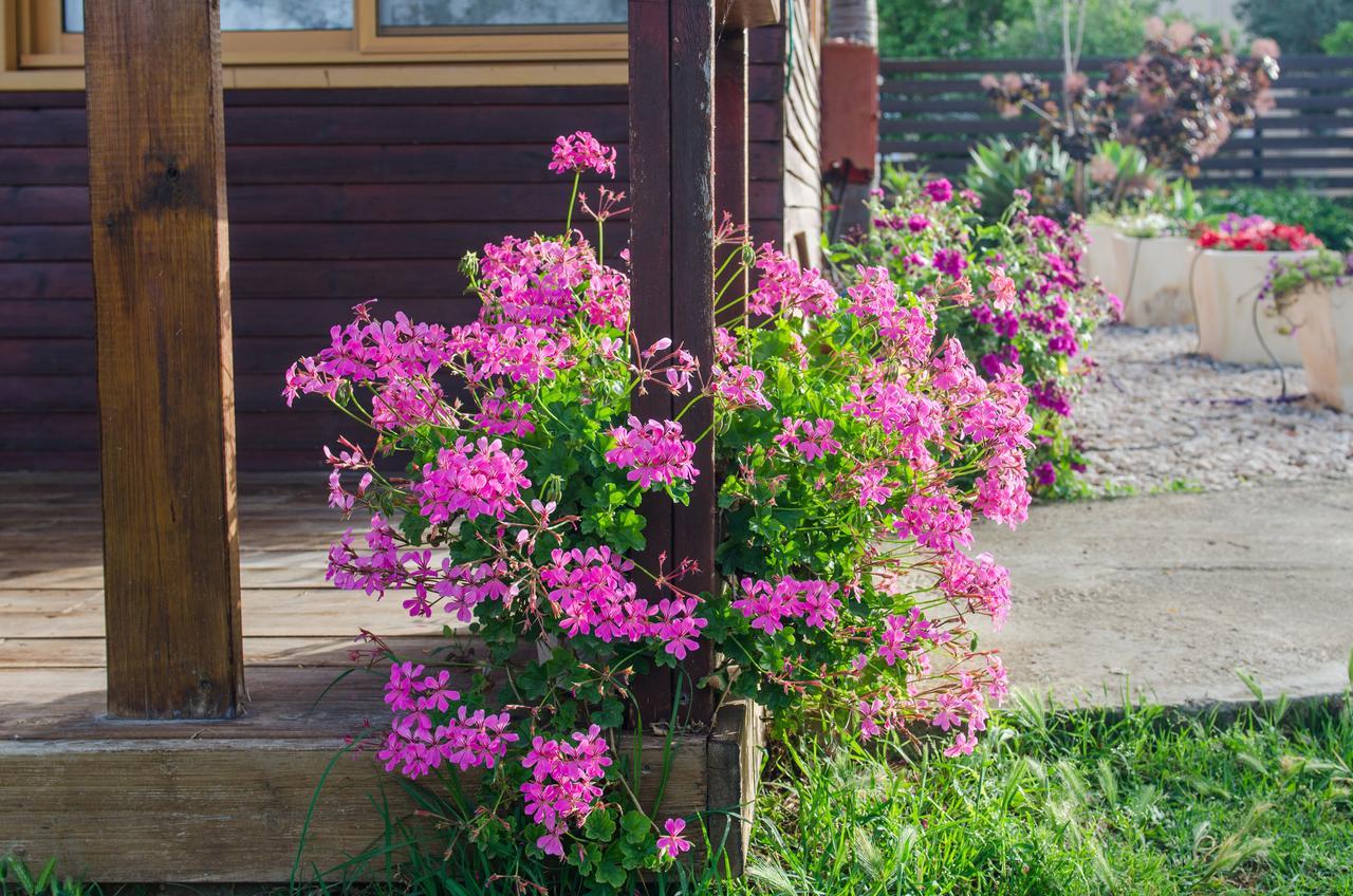 Villa Tal Nof Cabins Manot Exterior foto